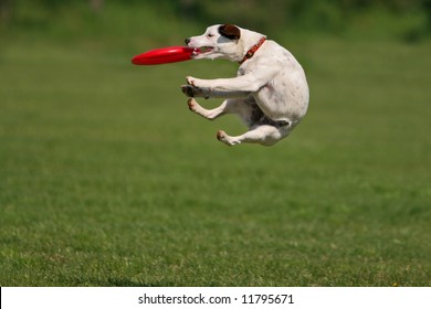 Jack russel terrier during a funny frisbee catch... - Powered by Shutterstock