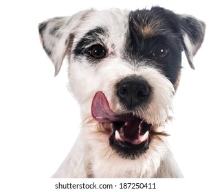 Jack Russel Terrier Licking Lips