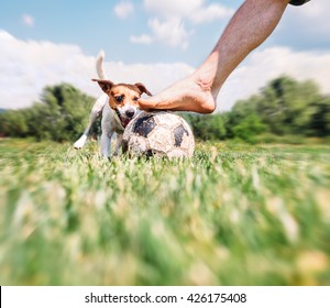 Jack Russel Terrier Play With His Owner With Futball Ball