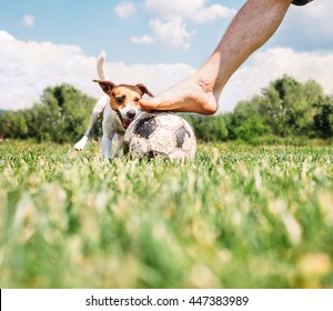 Jack Russel Terrier Play With His Owner With Futball Ball