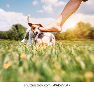 Jack Russel Terrier Play With His Owner With Futball Ball