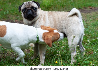 Jack Russel Terrier And Pug Dog Sniffing Each Other Outside