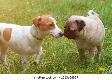 Jack Russel Terrier And Pug Dog Sniffing Each Other Outside