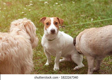 Jack Russel Terrier And Pug Dog Sniffing Each Other Outside