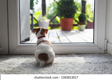 Jack russel terrier puppy sitting near door on white carped on the floor. Small perky dog. Animal pets concept