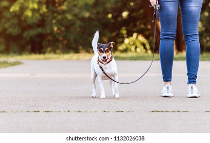 Jack russel terrier running near her owner legs (Ratonero Bodeguero Andaluz, Jack Russell Terrier) - Shutterstock ID 1132026038