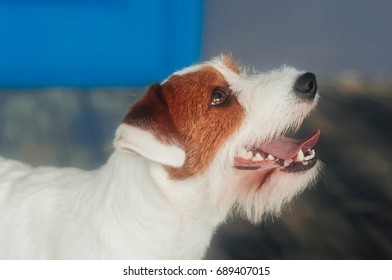 jack russell