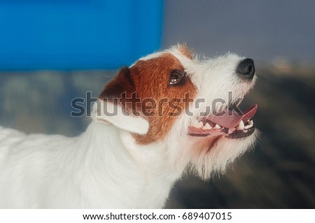 jack russell