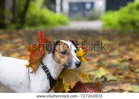 Similar – Funny dog with big yellow leaf on head