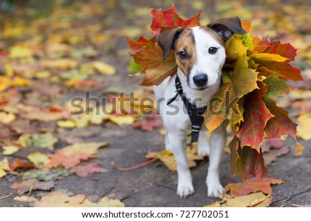 Similar – Funny dog with big yellow leaf on head