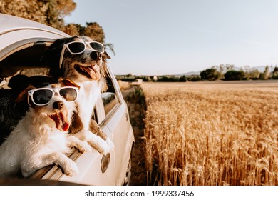 Jack russell and border collie dog looking out car window on summer. traveling with pets and road trip concept