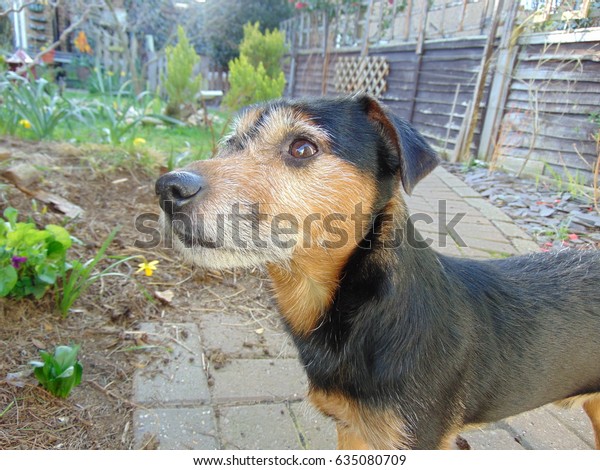 jack russell cross border terrier