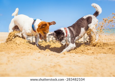 jack russell couple of dogs digging a hole in the sand at the beach on summer holiday vacation, ocean shore behind