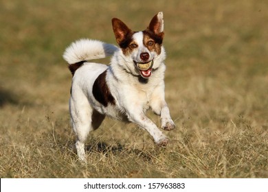 jack fox terrier