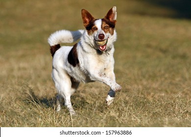 jack fox terrier