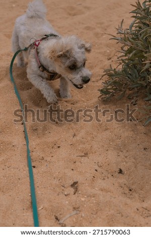 Jack Russell Cross Poodle Jackapoo smarty and cheeky on beach
