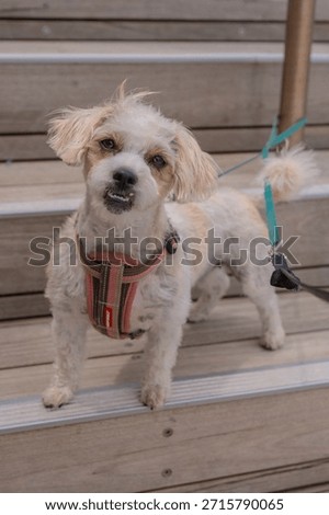 Jack Russell Cross Poodle Jackapoo smarty and cheeky on beach