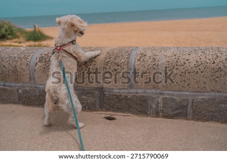 Jack Russell Cross Poodle Jackapoo smarty and cheeky on beach