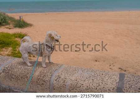 Jack Russell Cross Poodle Jackapoo smarty and cheeky on beach