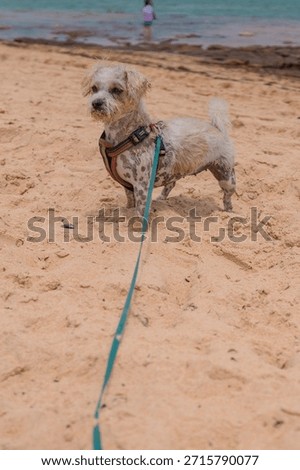 Jack Russell Cross Poodle Jackapoo smarty and cheeky on beach
