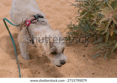 Jack Russell Cross Poodle Jackapoo smarty and cheeky on beach