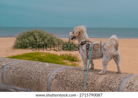 Jack Russell Cross Poodle Jackapoo smarty and cheeky on beach