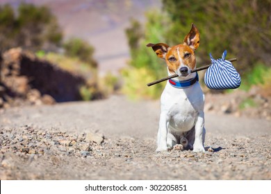 jack russell dog abandoned and left all alone on the road or street, with luggage bag  , begging to come home to owners,