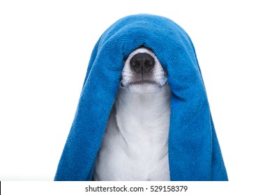 jack russell dog in a bathtub not so amused about that , with blue  towel , isolated on white background, having a spa or wellness treatment
