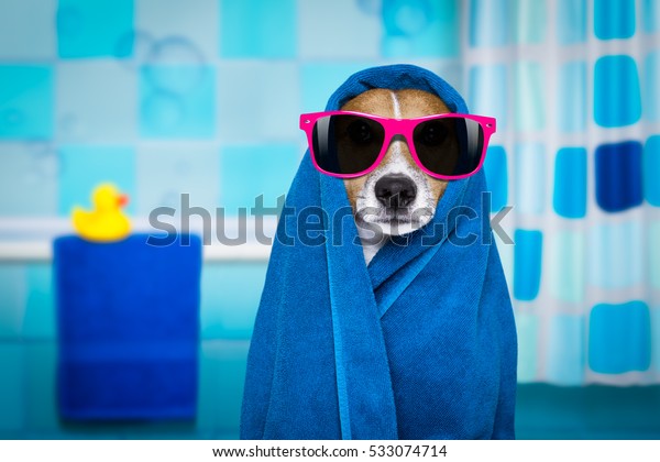 Jack Russell Dog Bathtub Not Amused Stok Fotografi Simdi Duzenle 533074714