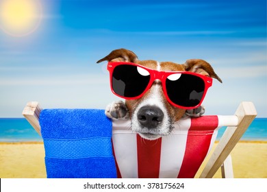 Jack Russell Dog At The Beach On A Hammock On Summer Vacation Holidays
