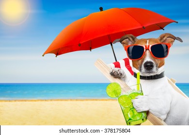 Jack Russell Dog At The Beach On A Hammock , With Cocktail On Summer Vacation Holidays
