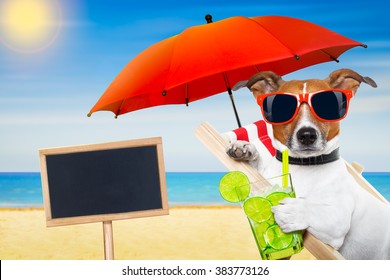 Jack Russell Dog Beach On Hammock Stock Photo 383773126 | Shutterstock