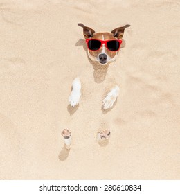jack russell dog  buried in the sand at the beach on summer vacation holidays , wearing red sunglasses