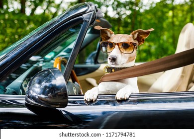 jack russell dog in a car close to the steering wheel, ready to drive fast and save , with seat belt fastened