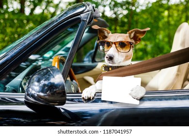 jack russell dog in a car close to the steering wheel, ready to drive fast and save , with seat belt fastened,with drivers license