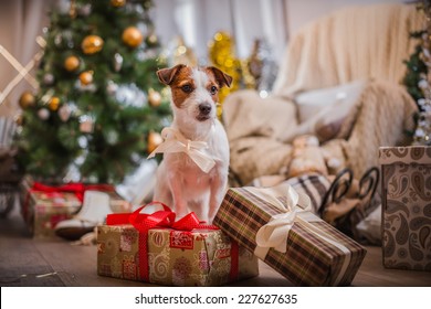 Jack Russell dog at the Christmas tree  2016 year