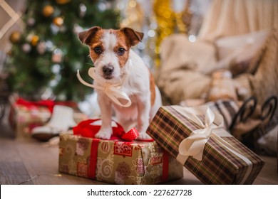 Jack Russell dog at the Christmas tree 2016