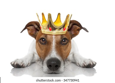 Jack Russell Dog With Crown  As A King
