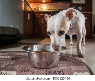 Jack Russell Dog Drinking Water At Home In The Kitchen