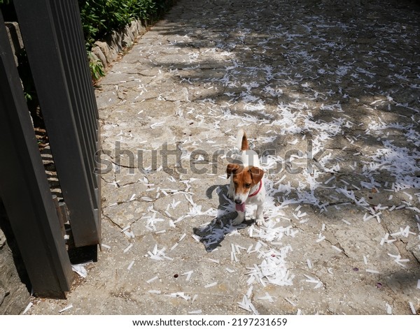 A Jack Russell dog feels alone amidst white\
confetti on the ground