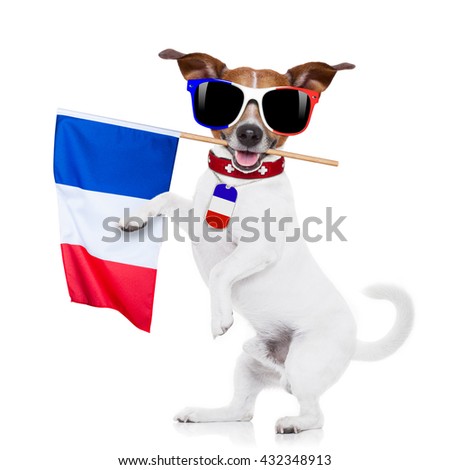  jack russell dog with  football  and  french flag, isolated on white background