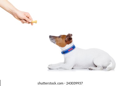 Jack Russell Dog Getting A Cookie As A Treat For Good Behavior,isolated On White Background