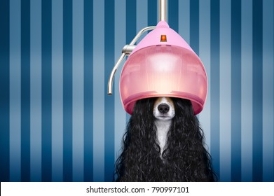 Junghund am Friseur mit langer, lockiger Haar-Perücke, im Schönheitssalon