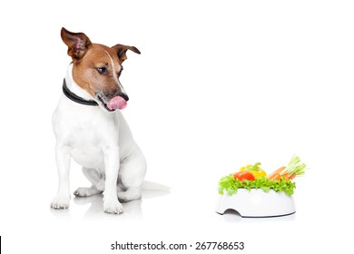 jack russell dog  with  healthy  vegan food bowl, isolated on white background