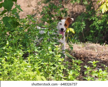 Jack Russell Dog Hiding Behind The Bush