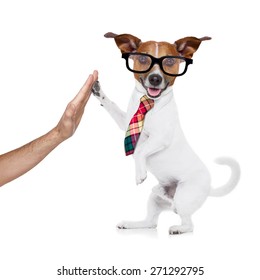 Jack Russell Dog High Five With Paws With Hand Of Owner , Happy And Celebrating Their Success As A Partner And   Business Team  , Isolated On White Background