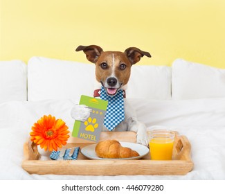 Jack Russell Dog In Hotel  Having Room Service With Key Card In Paw With Breakfast In Bed