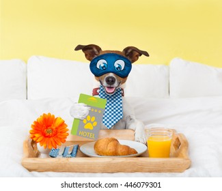 Jack Russell Dog In Hotel  Having Room Service With Key Card In Paw With Breakfast In Bed