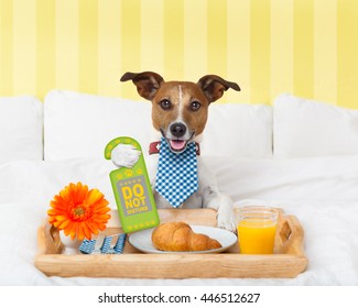 Jack Russell Dog In Hotel  Having Room Service With Do Not Disturb Sign  In Paw With Breakfast In Bed , Eyes Covered By An Eye Mask