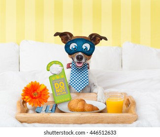 Jack Russell Dog In Hotel  Having Room Service With Do Not Disturb Sigh  In Paw With Breakfast In Bed , Eyes Covered By An Eye Mask